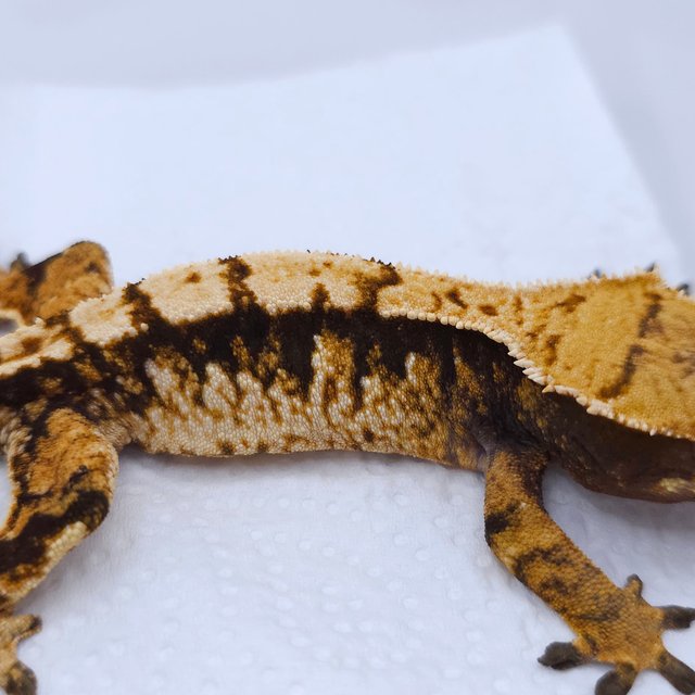 Tri Extreme Harlequin Harlequin