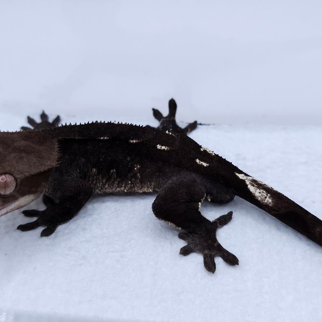 Axanthic