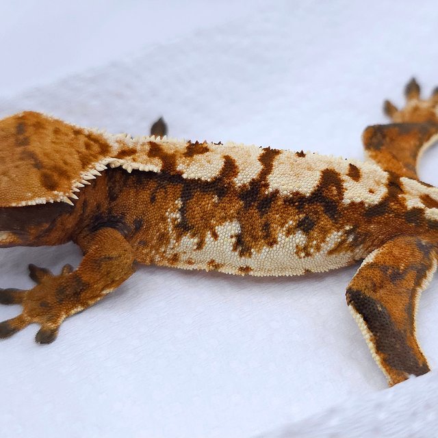 Tangerine Drippy Tri Extreme Harlequin