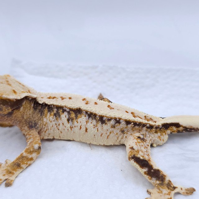 텐저린 트라이 익스트림할리퀸 화이트스팟 드리피