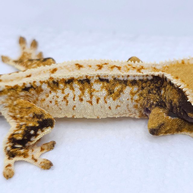 Tangerine Tri Extreme Harlequin White Spot