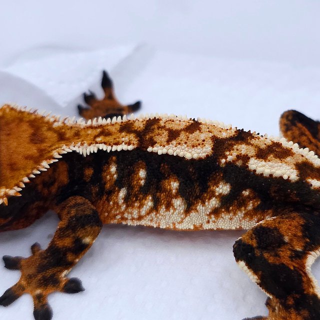 Tangerine Tri Extreme Harlequin White Spot