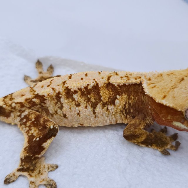 Red Tri Extreme Harlequin