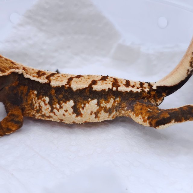 Tangerine Tri Extreme Harlequin Harlequin