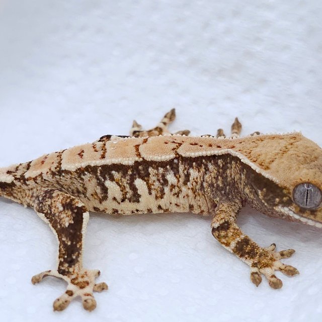 Tri White Spot Pinstripe Extreme Harlequin