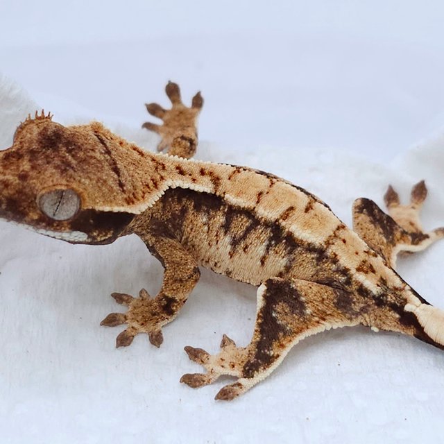 Tri Extreme Harlequin White Spot