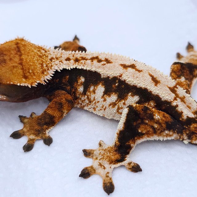 Tangerine Tri Pinstripe