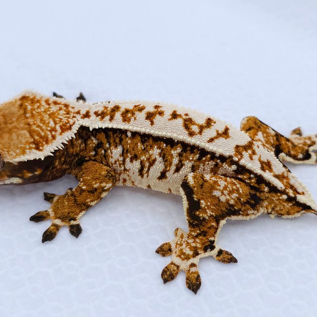 Tangerine Tri Extreme Harlequin