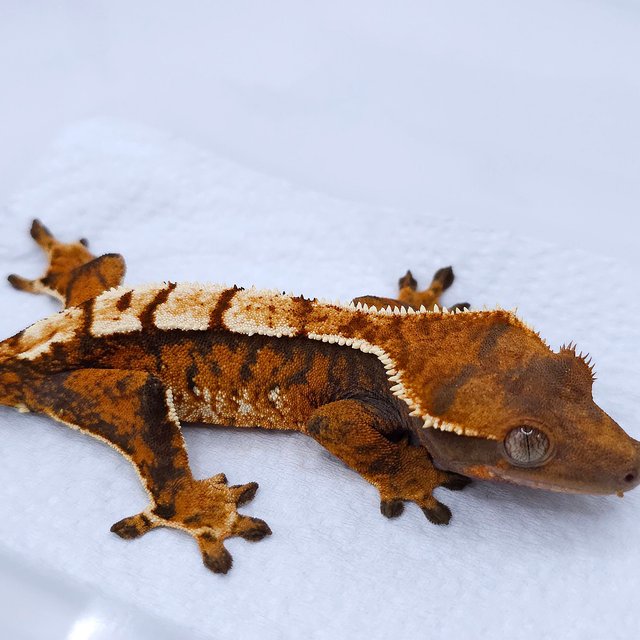 텐저린 트라이 익스트림할리퀸