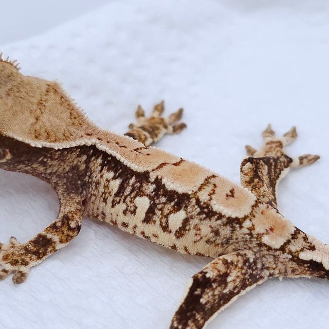 Tri White Spot Pinstripe Extreme Harlequin