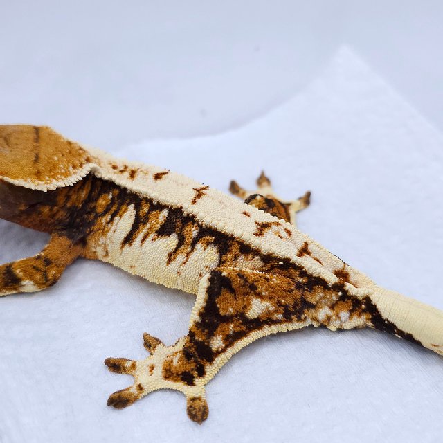 텐저린 트라이 익스트림할리퀸 화이트스팟 드리피