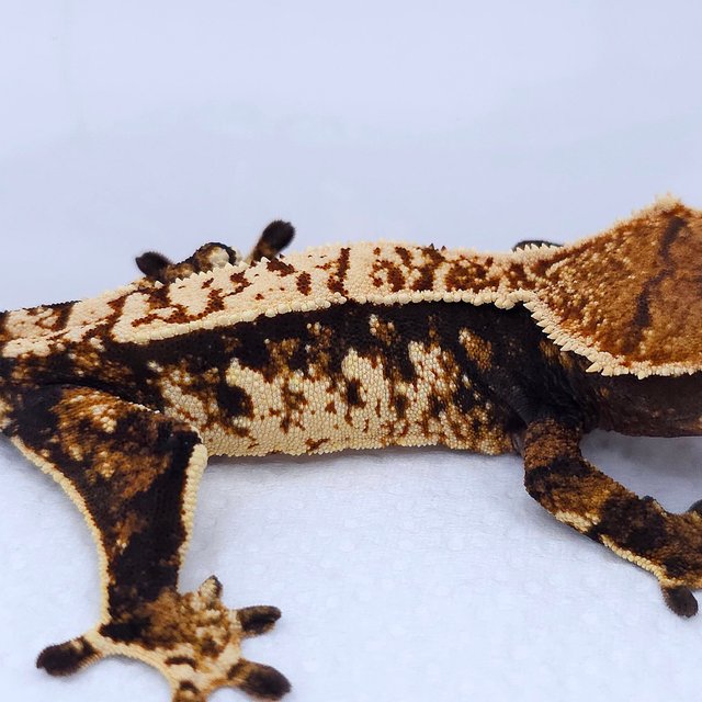 Tangerine Tri Extreme Harlequin