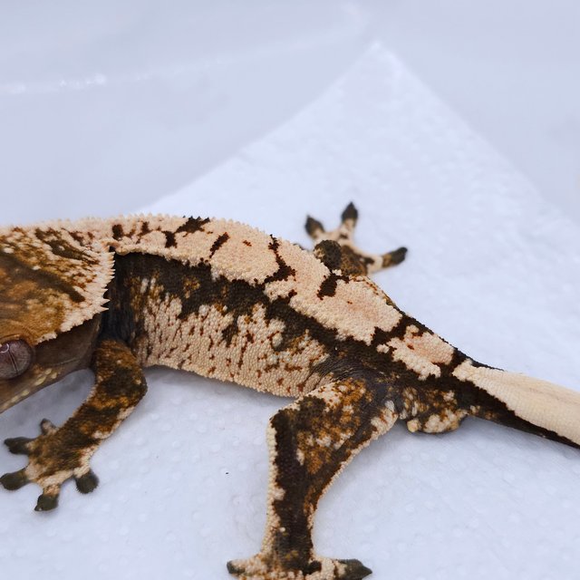 Tri Extreme Harlequin White Crown