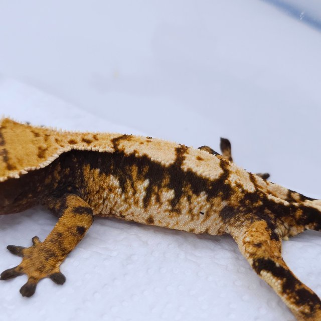 Tri Extreme Harlequin Harlequin