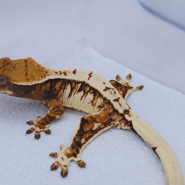 Tangerine Tri Extreme Harlequin White Spot