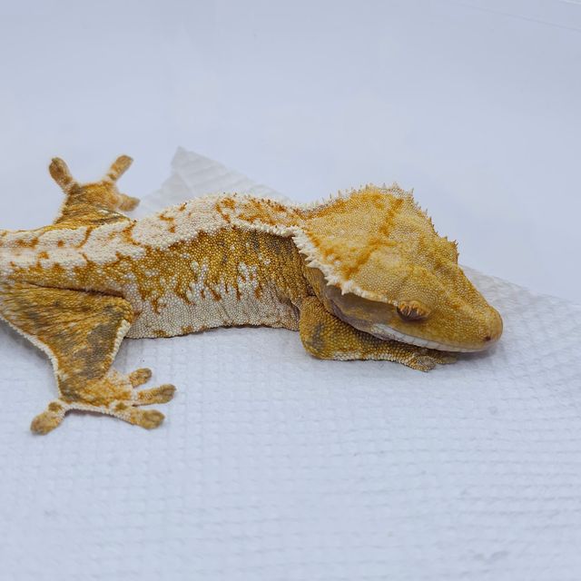 Yellow Extreme Harlequin Tri