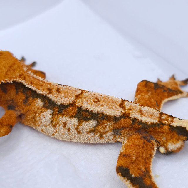 Tangerine Tri Extreme Harlequin