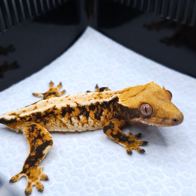 Tangerine Tri Extreme Harlequin