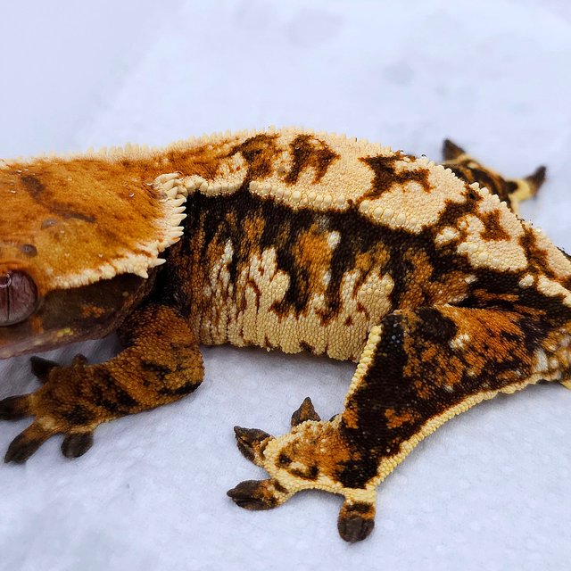 Tangerine Tri Extreme Harlequin Pinstripe