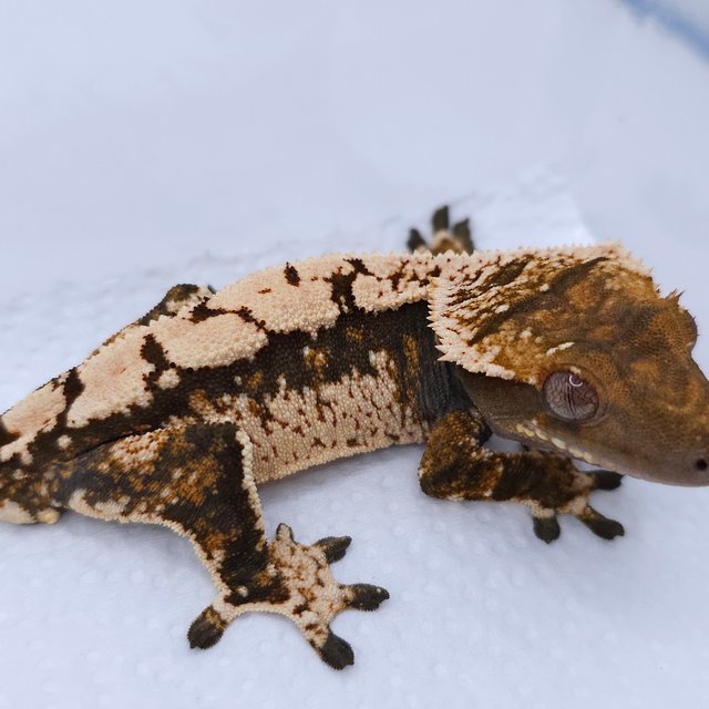 Tri Extreme Harlequin White Crown