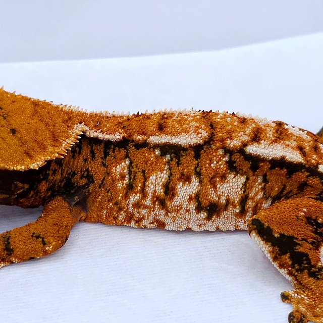 Tangerine Tri Extreme Harlequin