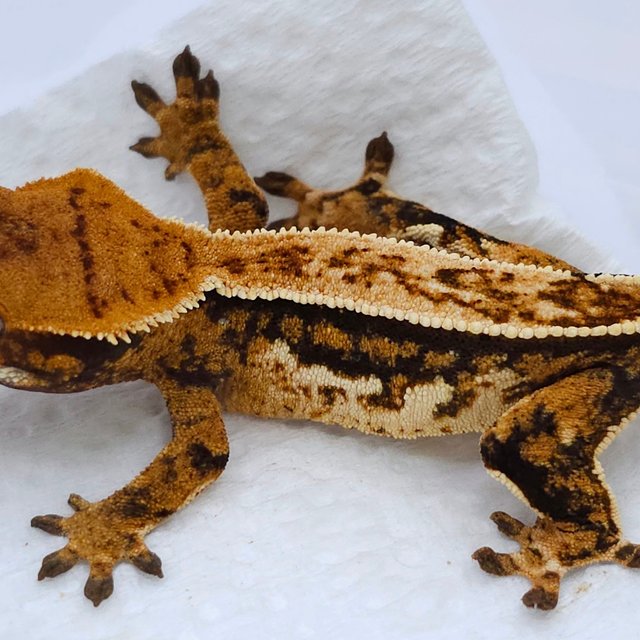 Quad Pinstripe Tri