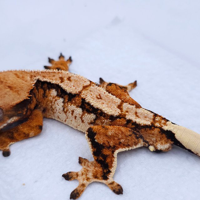 텐저린 트라이 익스트림할리퀸