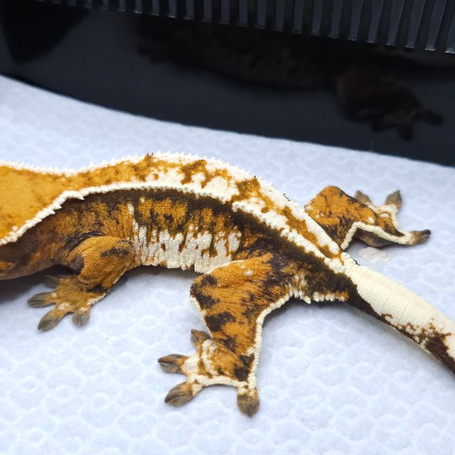 Tangerine Tri Extreme Harlequin