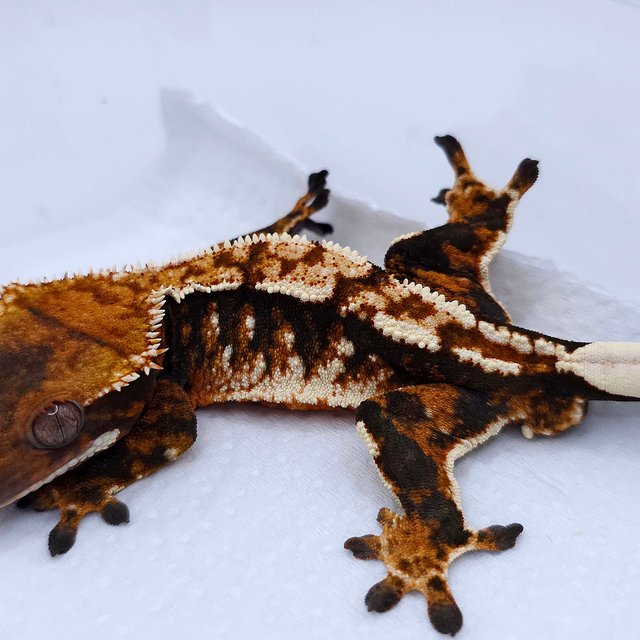 텐저린 트라이 익스트림할리퀸 화이트스팟