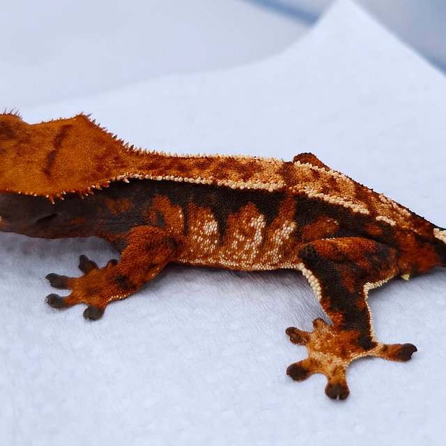 Tangerine Tri Extreme Harlequin