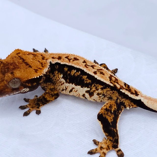 Tangerine Tri Pinstripe Quad
