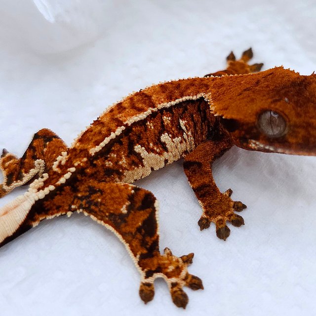 Tangerine Tri Extreme Harlequin Normal
