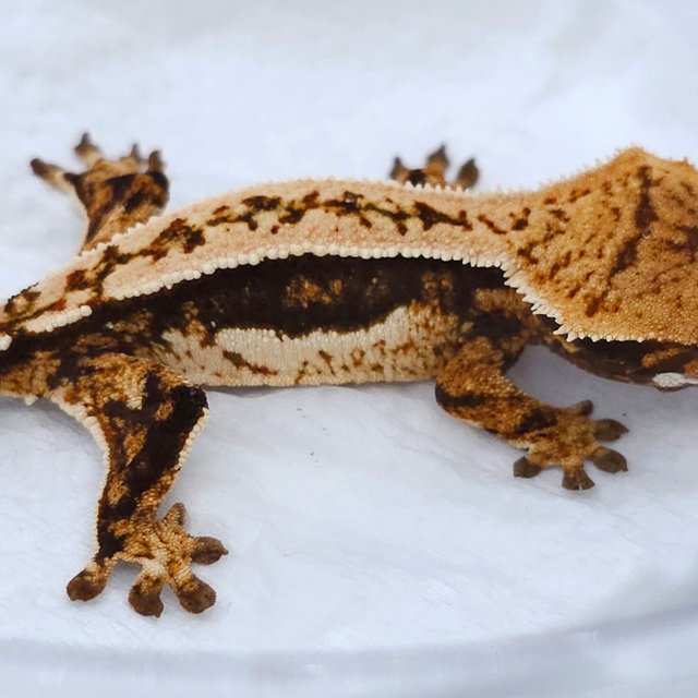 Tangerine Pinstripe Tri Quad