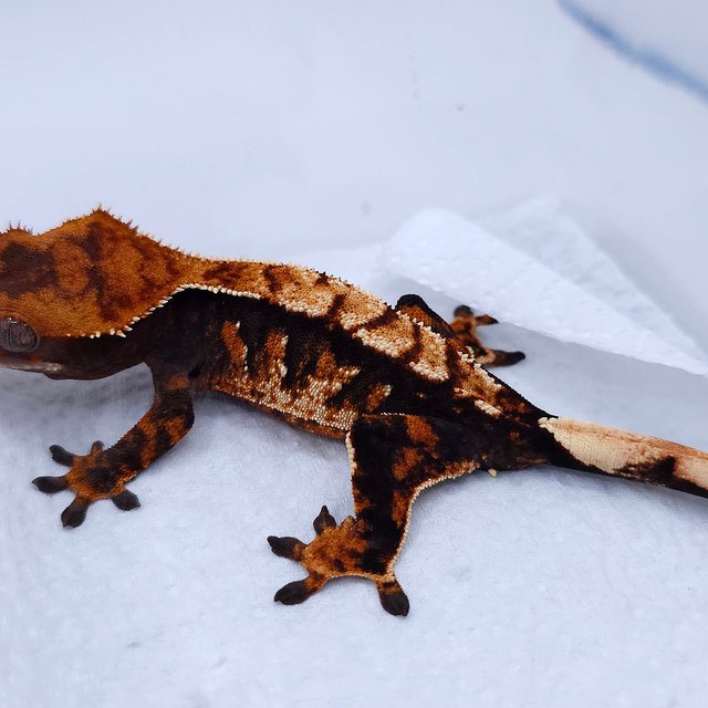 텐저린 트라이 익스트림할리퀸