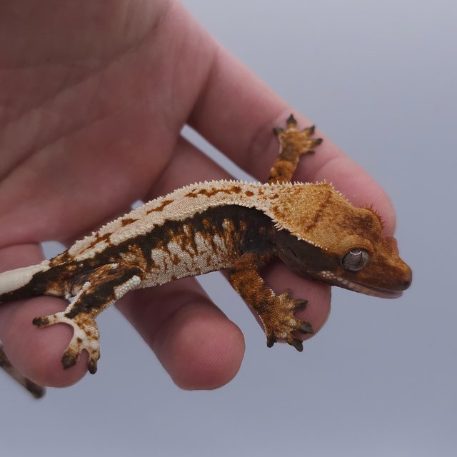 Tangerine Tri Extreme Harlequin