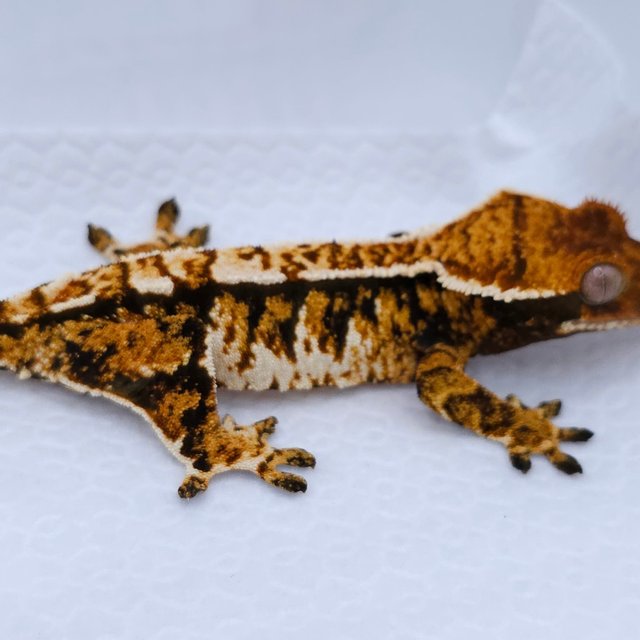 Tangerine Tri Extreme Harlequin