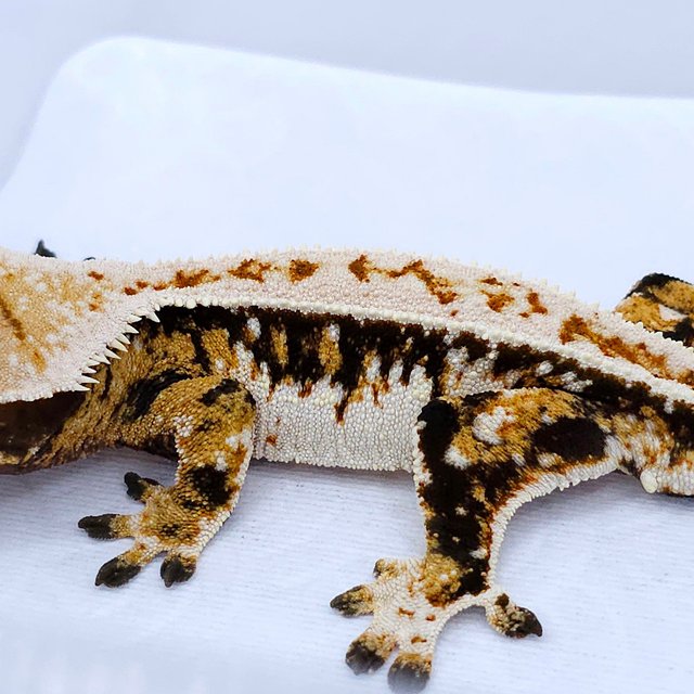 Quad Tri Pinstripe White Spot