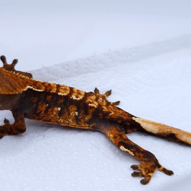 텐저린 트라이 익스트림할리퀸