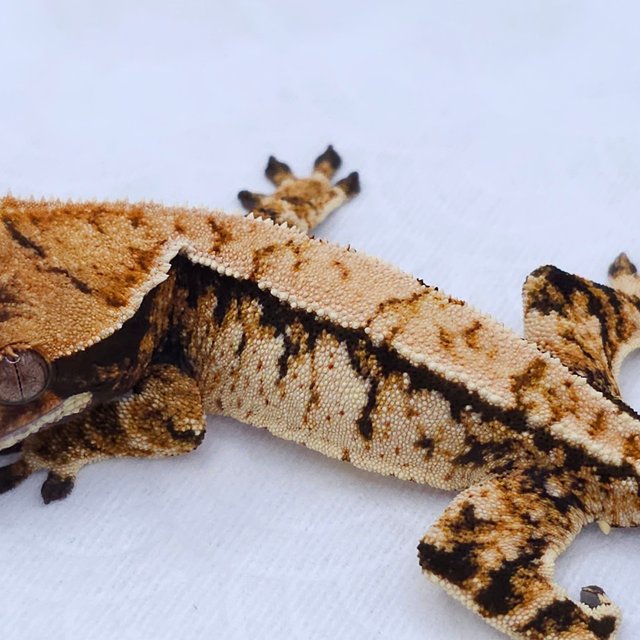 Tangerine Tri Extreme Harlequin White Spot