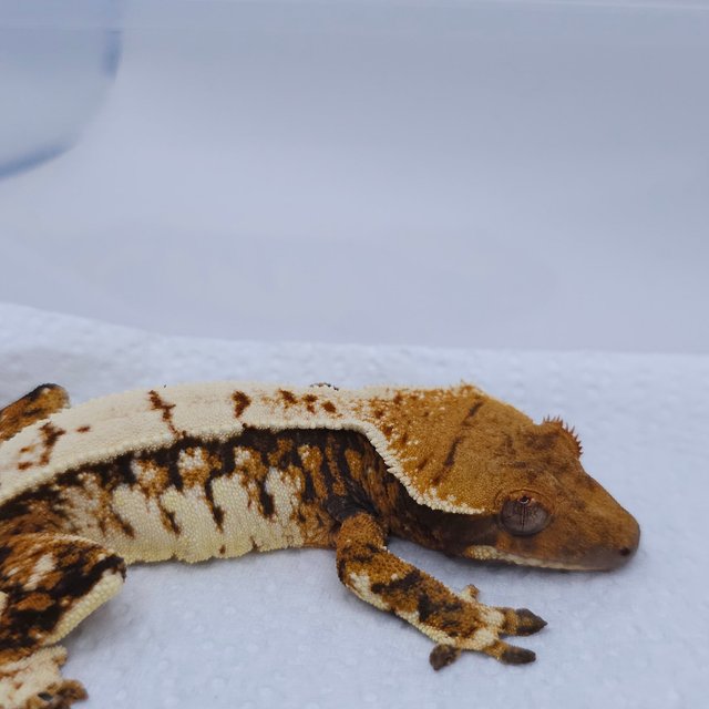 텐저린 트라이 익스트림할리퀸 화이트스팟