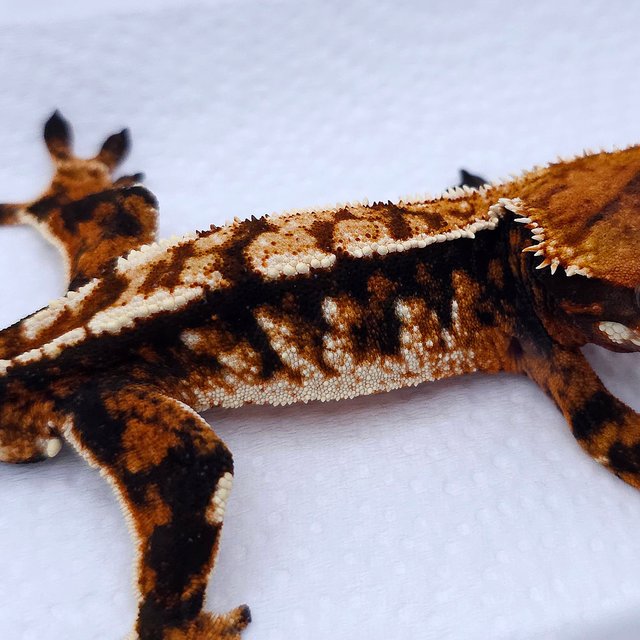 Tangerine Tri Extreme Harlequin White Spot