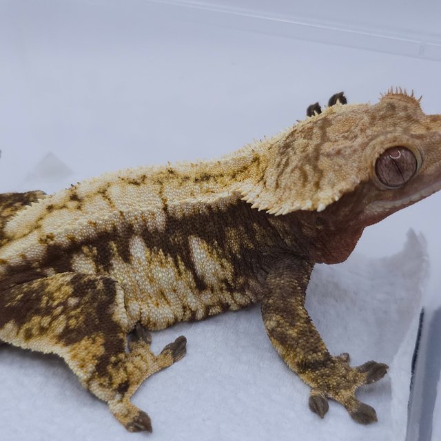 Tri Extreme Harlequin White Spot Drippy