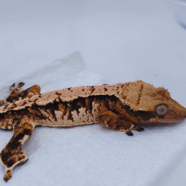 Tangerine Tri Extreme Harlequin