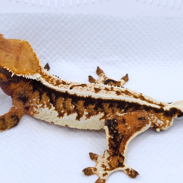 텐저린 트라이 익스트림할리퀸