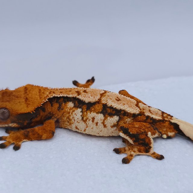 텐저린 트라이 익스트림할리퀸