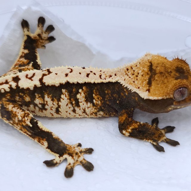 Tri Extreme Harlequin White Spot