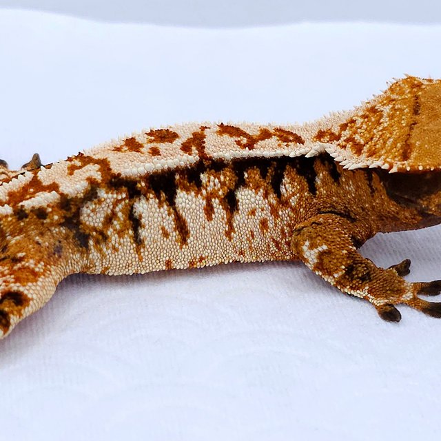 Tangerine Tri Extreme Harlequin
