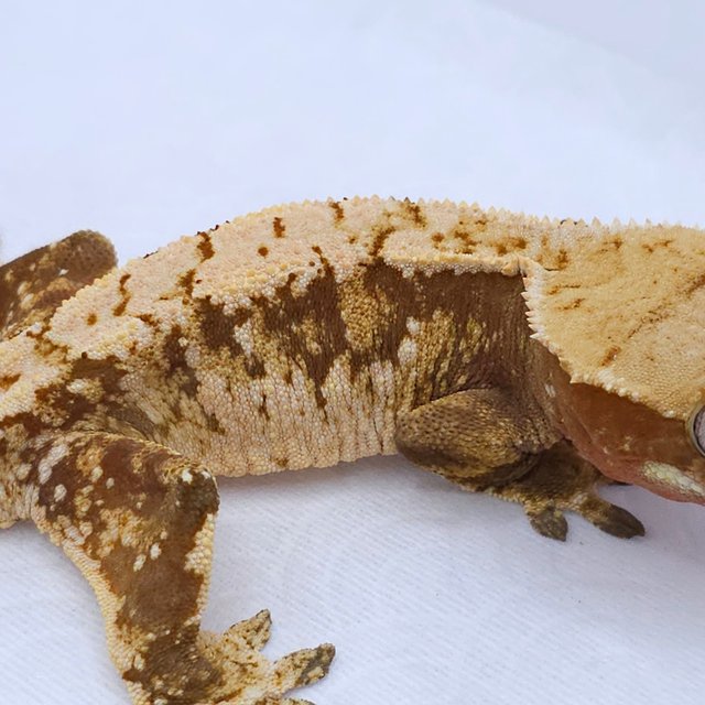 Red Tri Extreme Harlequin