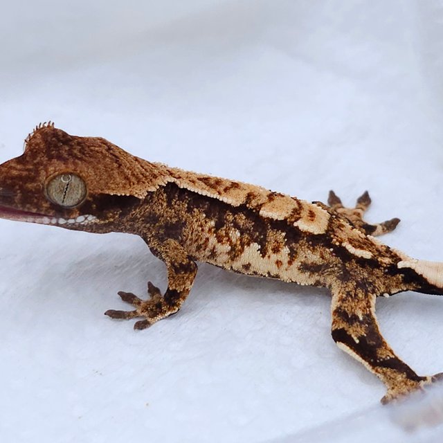 Tangerine Tri White Spot