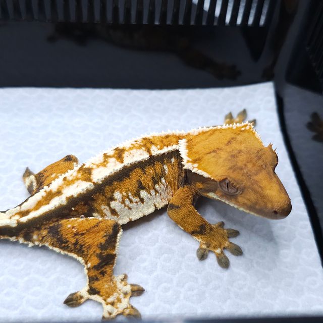 Tangerine Tri Extreme Harlequin